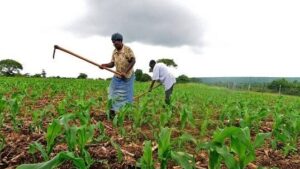 Read more about the article <em>SMALL HOLDER FARMING – The context of a Rural Nigerian Farmer</em>